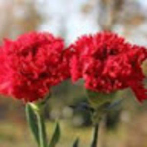 Meet your Posher, Murat